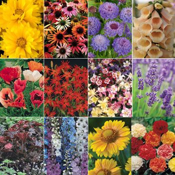 Tips for Planting Perennials