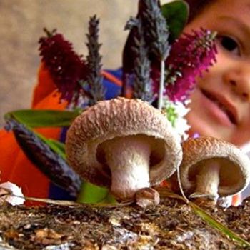 Mushrooms - Grow the Yummy Fungus in your Garden